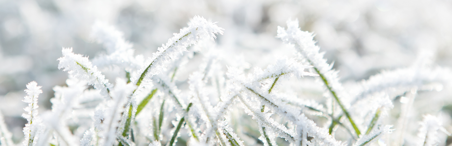 Gefrorenes Gras im Winter - SI-SUITES Hotel Stuttgart