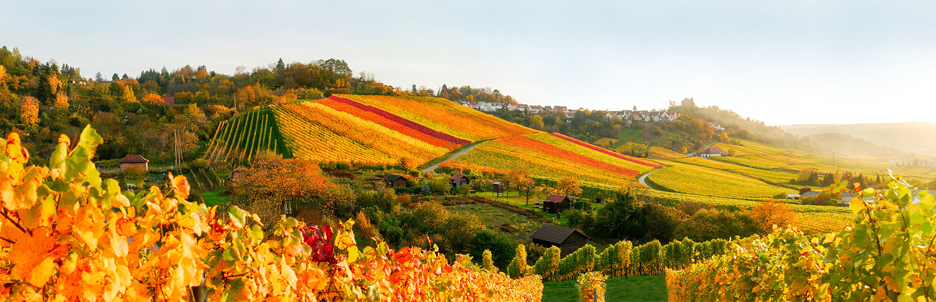 Herbstliche Weinberge - SI-SUITES Hotel Stuttgart