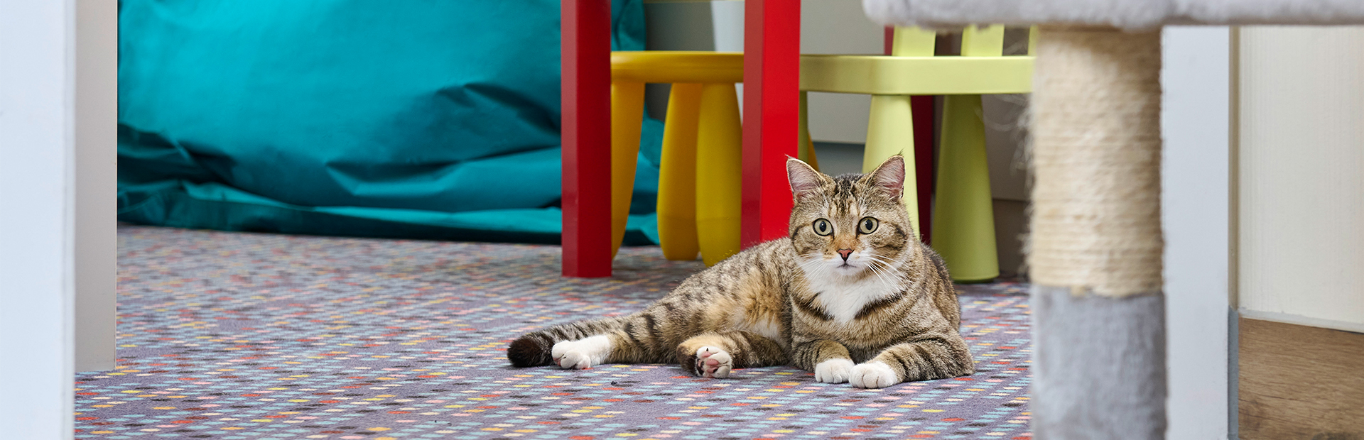 Cat lying on the floor in the SI-SUITES Hotel Stuttgart