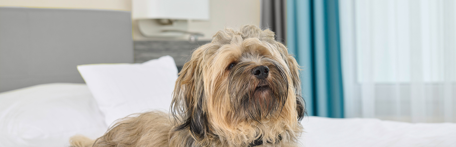 Hund auf dem Bett in einer tierfreundlichen Suite